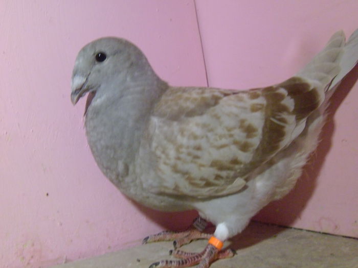 VINDUT