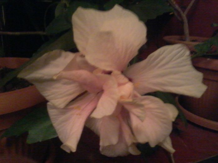 20150618_221800 - Hibiscus 2014-2015