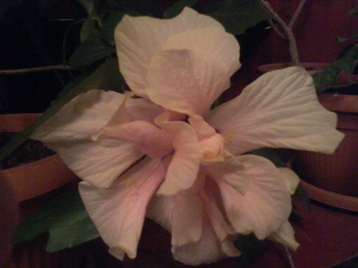 1434657663015 - Hibiscus 2014-2015
