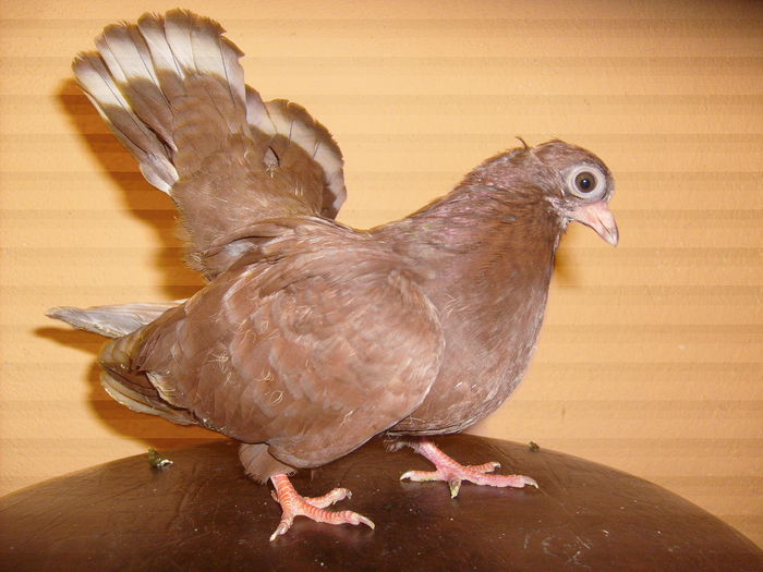 un pui 2015