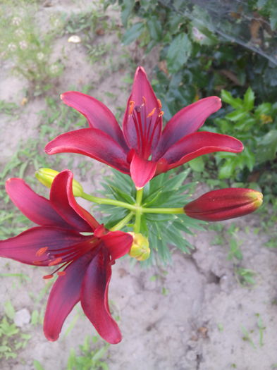 IMG_20150618_200222 - cale si crini 2015