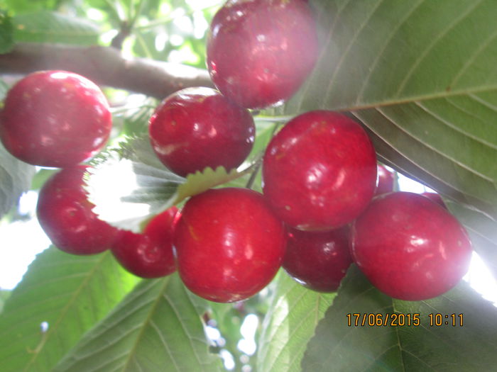 IMG_3235 - La tara in iunie 2015