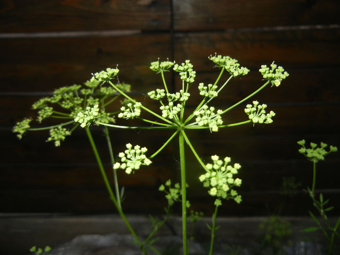 Parsley Flower. Patrunjel (2015, June 12) - Parsley_Patrunjel