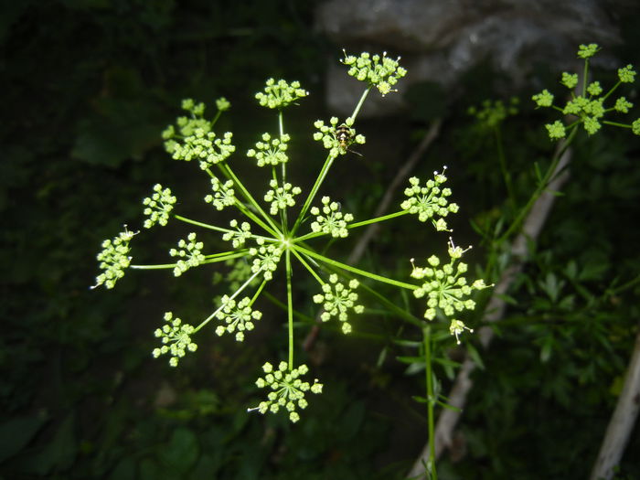 Parsley Flower. Patrunjel (2015, June 12)