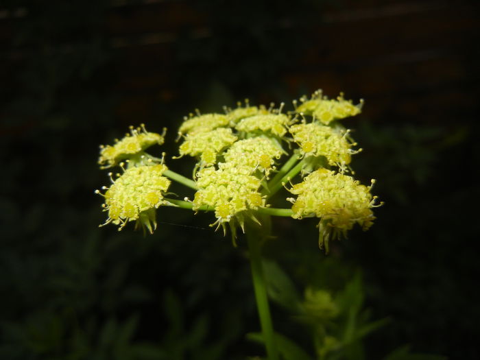 Lovage Flower. Leustean (2015, June 12) - Lovage_Leustean