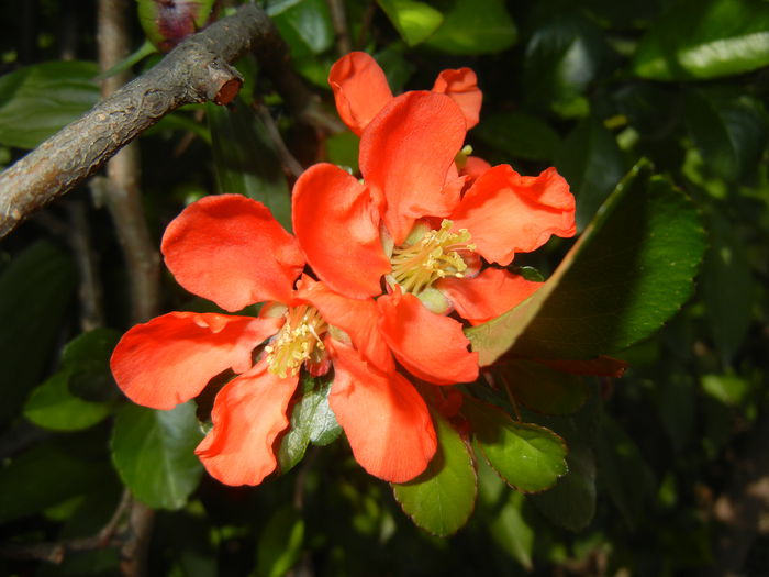 Chaenomeles japonica (2015, May 03)