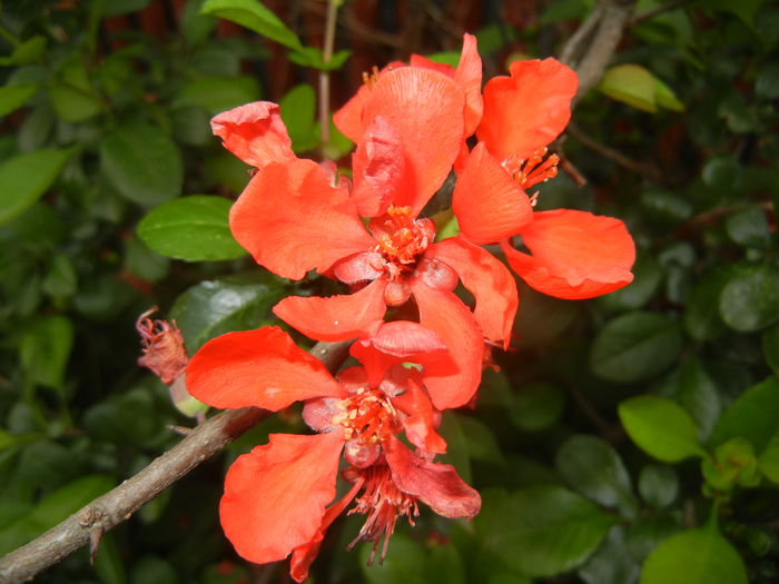 Chaenomeles japonica (2015, May 03)