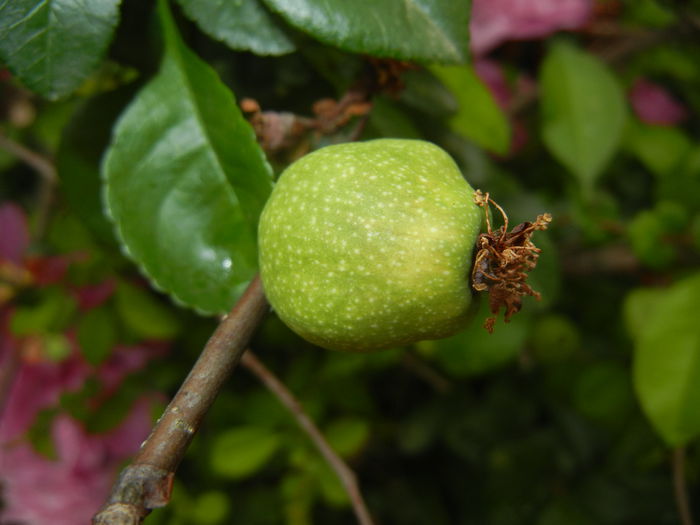 Japanese Quince. Gutuie (2015, May 20) - Chaenomeles japonica