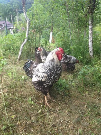 image - Matca Wyandotte argintiu dantelat