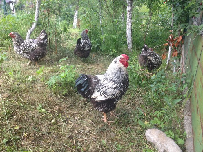 image - Matca Wyandotte argintiu dantelat