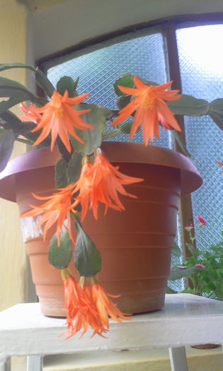 Fotografie2129 - Schlumbergera 2014-prezent