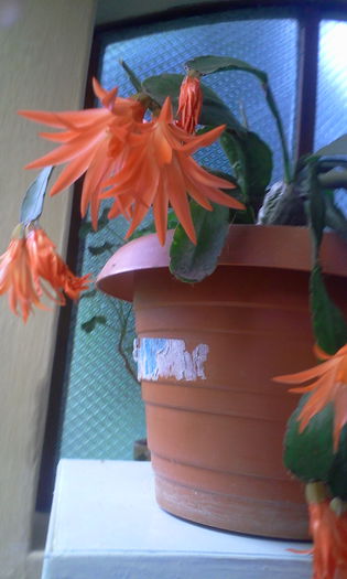 Fotografie2134 - Schlumbergera 2014-prezent