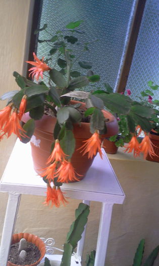 Fotografie2135 - Schlumbergera 2014-prezent