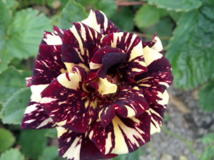 Hocus Pocus - 2015 Trandafiri I