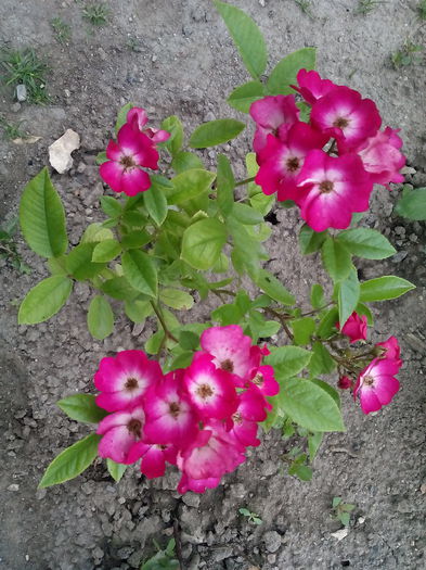 Red Balerina - 2015 Trandafiri I