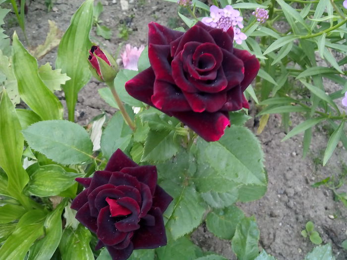 Hocus Pocus - 2015 Trandafiri I