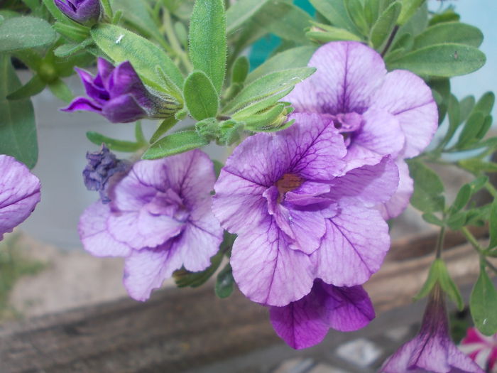 Aloha Double Lavander 001 - C - Calibrachoa