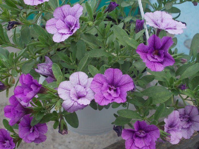 Aloha Double Lavander 002 - C - Calibrachoa