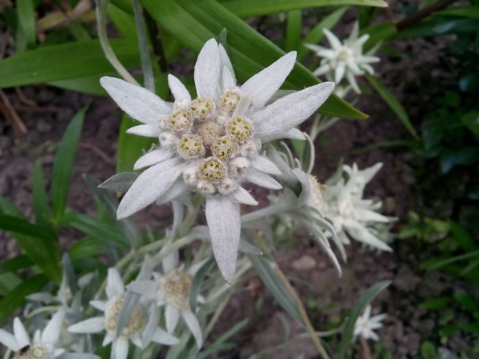  - 2015 Flori in  gradina