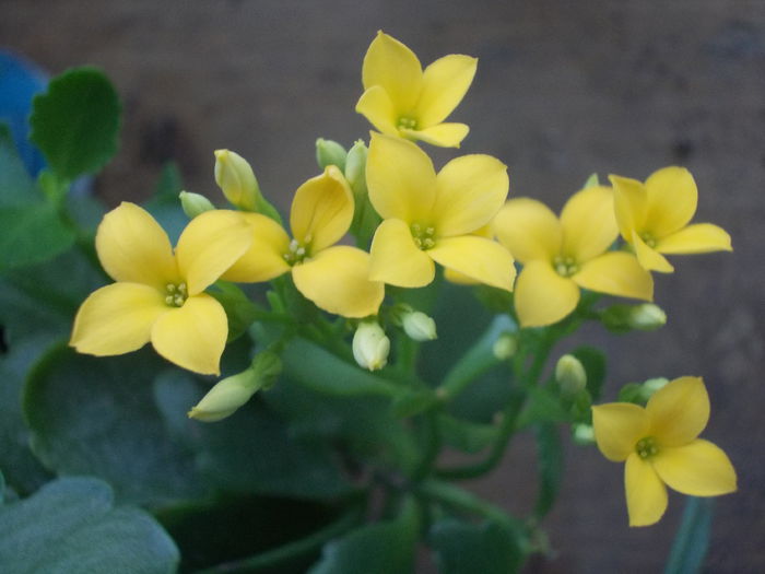 kalanchoe 01 - Multumesc Andreiandrei