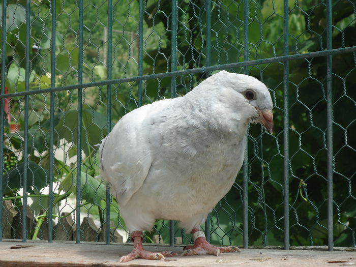 VANDUT