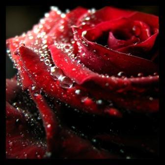 blood_rose[1] - love