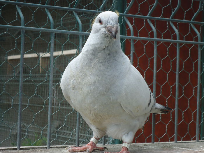 10621