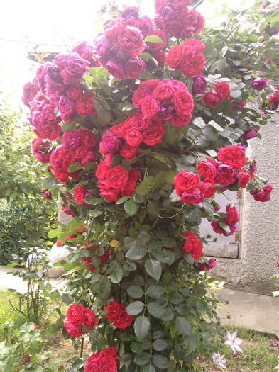 Photo3924 - 2015 Gradina de roze