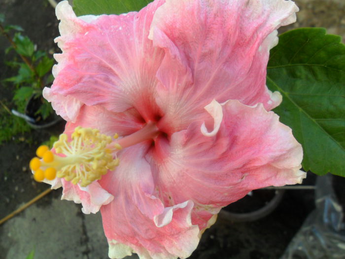 SAM_6277 - hibiscusi 2015-3