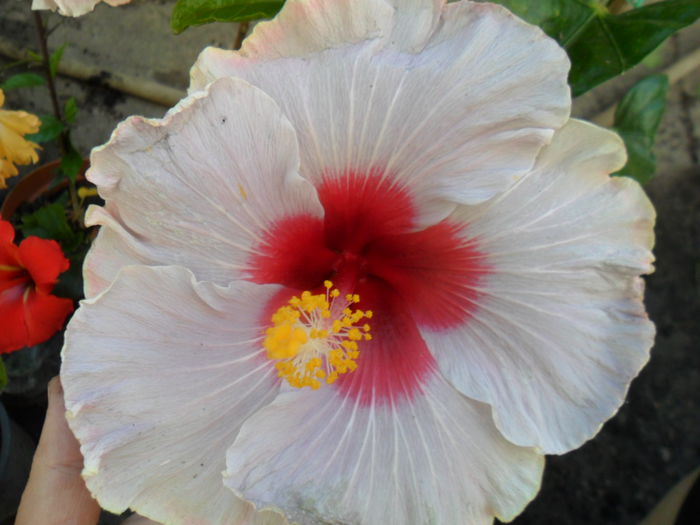 SAM_6306 - hibiscusi 2015-3