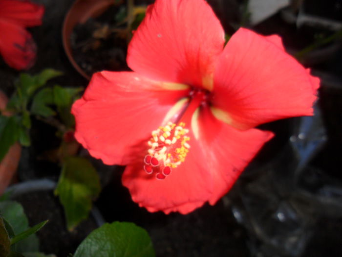 SAM_6311 - hibiscusi 2015-3