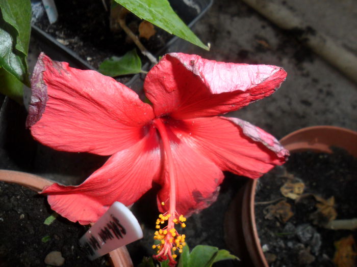 SAM_6315 - hibiscusi 2015-3