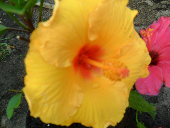 SAM_6316 - hibiscusi 2015-3
