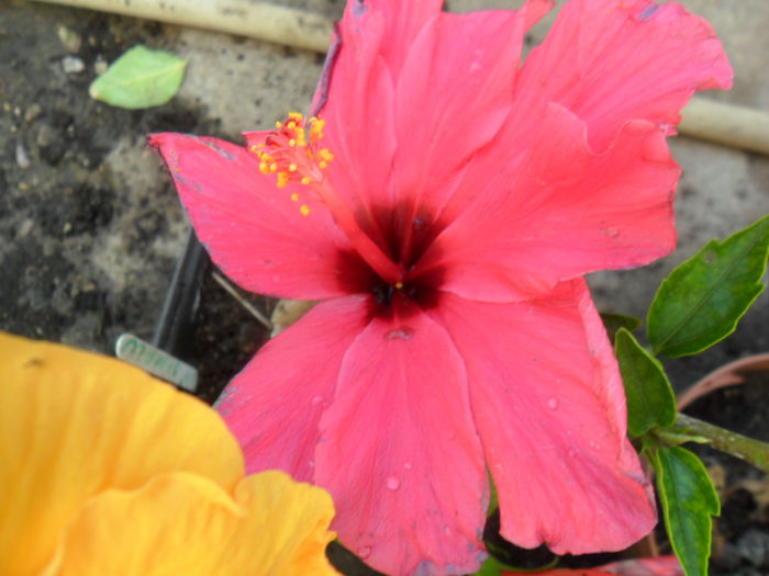 SAM_6317 - hibiscusi 2015-3