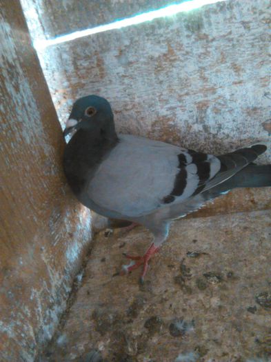 IMG_20140818_171434 - Porumbei matca