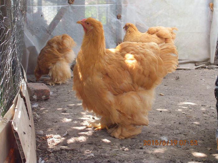 1278907_1654947034739095_1192267124713820240_o - TINERET 2015  1