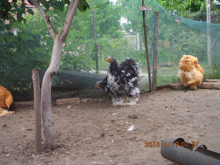11406256_1654947081405757_8738045044005199327_o - TINERET 2015  1
