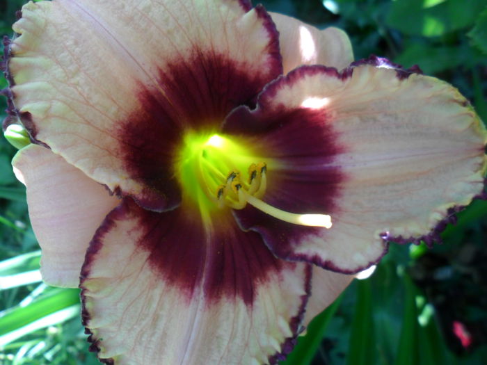 SAM_6273 - hemerocallis