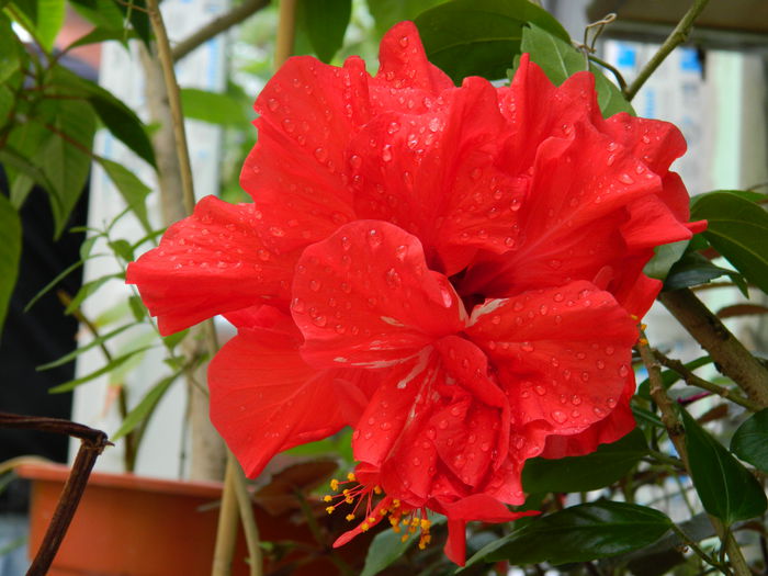 DSCN1030 - 2015_3_IUNIE