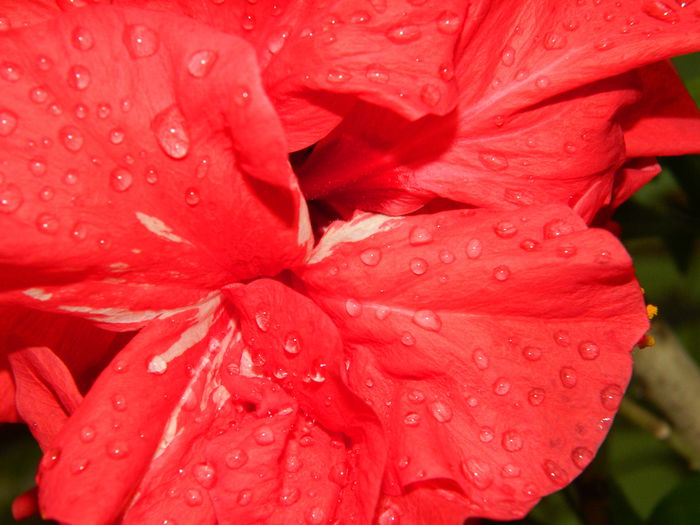 DSCN1032 - 2015_3_IUNIE