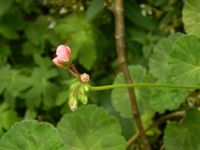 DSCN1036 - 2015_3_IUNIE