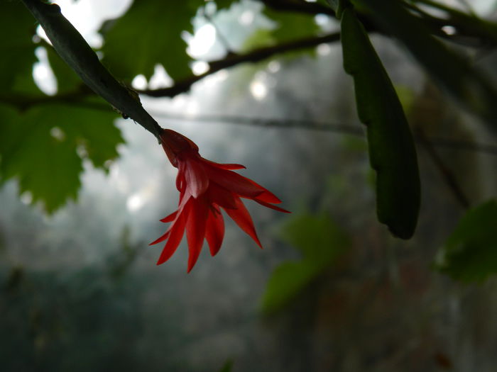 DSCN1040 - 2015_3_IUNIE