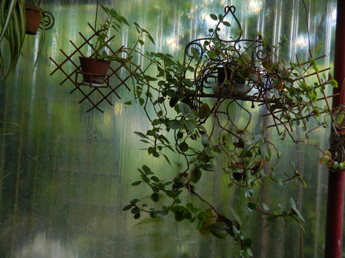 DSCN1041 - 2015_3_IUNIE