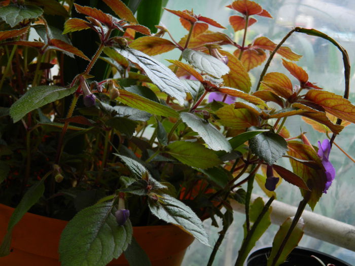 DSCN1042 - 2015_3_IUNIE