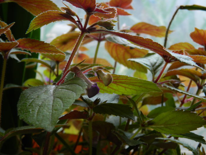 DSCN1043 - 2015_3_IUNIE