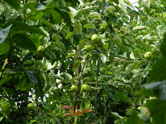 DSCN1049 - 2015_3_IUNIE