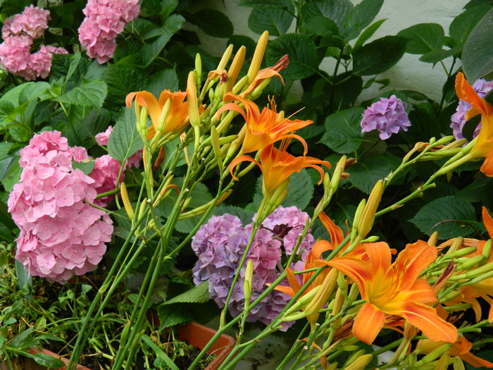 DSCN1054 - 2015_3_IUNIE