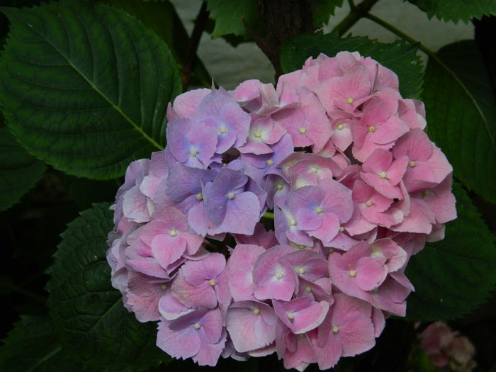 DSCN1057 - 2015_3_IUNIE