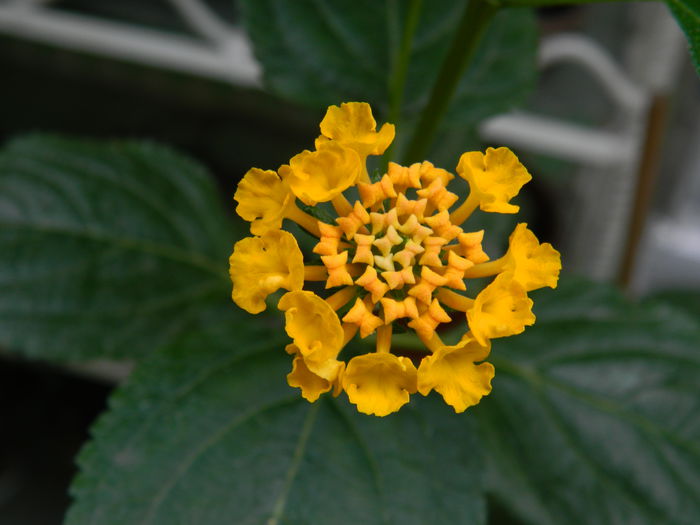 DSCN1059 - 2015_3_IUNIE