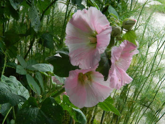 DSCN1060 - 2015_3_IUNIE